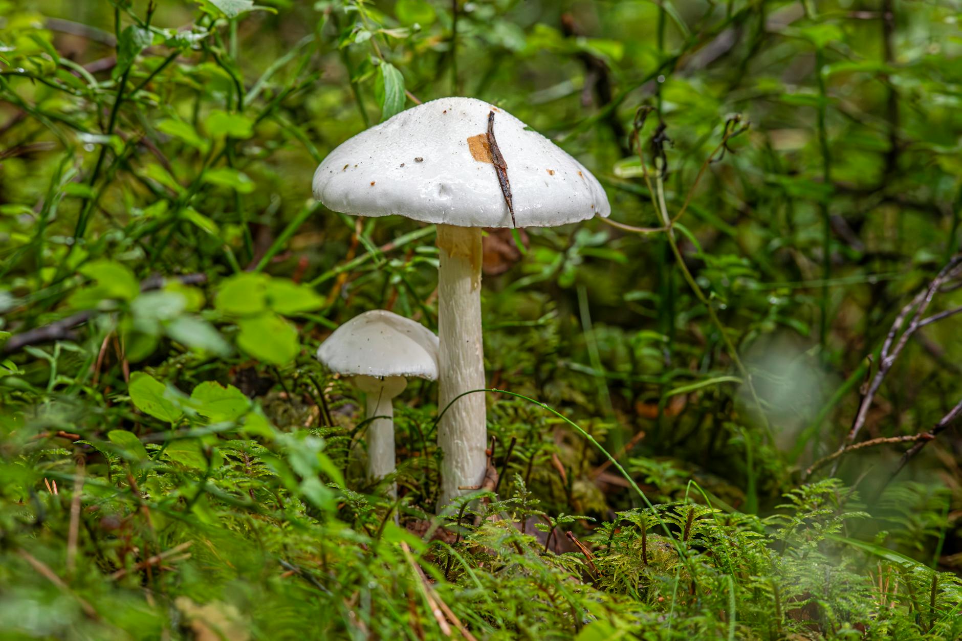 Close-up of white amanita mushrooms in a lush forest environment, showcasing natural beauty and biodiversity.